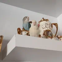 طوطی کوتوله برزیلی