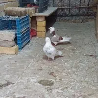 کبوتر پرشی . پرش سنگین|پرنده|نورآباد, |دیوار