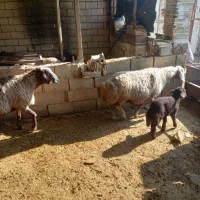 میش|حیوانات مزرعه|نجف‌آباد, ویلاشهر|دیوار