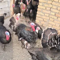 تعدادی بوقلمون طبیعی