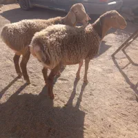 بره و بزغاله نر سربیشه|حیوانات مزرعه|بیرجند, |دیوار