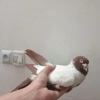 سهره چهارگل.قناری جفتی سهره وکبوترگل دم افغانی