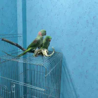 جفت شاه طوطی|پرنده|گلبهار, شهر جدید گلبهار|دیوار