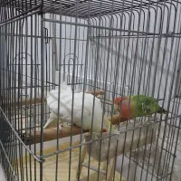 عروس هلندی و طوطی برزیلی