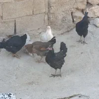 وارک گپی ریشو