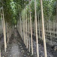 خرید مستقیم نهال صنوبر با تضمین کیفیت