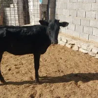 فروش دو عدد گوساله|حیوانات مزرعه|بهبهان, |دیوار