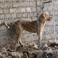 واگذاری پژدر ۱۱ماهه|سگ|بوکان, |دیوار