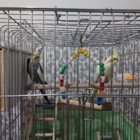 جفت عروس هلندی نرو ماده بالغ