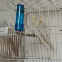 فروش عروس هلندی نر وماده