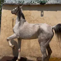 اسب مادیان کرد