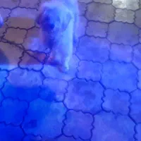 سگ ب|سگ|خلخال, |دیوار