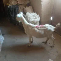 حیوانات مزرعه