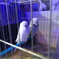 مرغ عشق انگلیسی گرید Aمولد