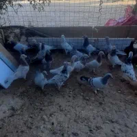 سارهفترنگ