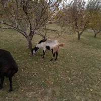 بز دوقلو|حیوانات مزرعه|بروجرد, |دیوار