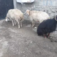 ۲راس کوسفند جوان یکی زاییده یکی آبستن با۳راس بز|حیوانات مزرعه|اهر, |دیوار