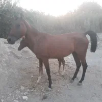 اسب مادیان دره شور
