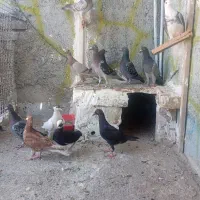 کبوتر