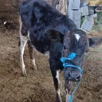 گوساله ماده