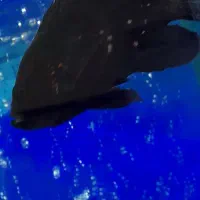 ماهی سیاە اسکار|ماهی|مهاباد (آذربایجان غربی), |دیوار