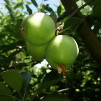 500-متر-باغچه-سنددار-کردزار