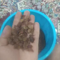 کشمش عسکری آفتابی