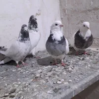 سلام درود بر شما عشق بازان ۴ عدد کبوتر ناب.
