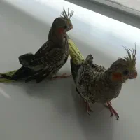 عروس هلندی|پرنده|گلستان (تهران), |دیوار