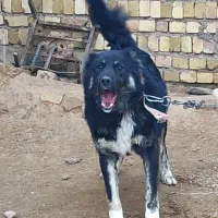 سگ قهدریجان