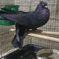 کبوتر زاغ صرب|پرنده|قدس, شهرک دانش|دیوار