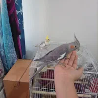 عروس هلندی جفت با قفس