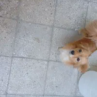 فروش قیمت 10|سگ|پاکدشت, پاکدشت (مامازند)|دیوار