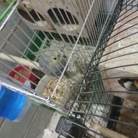 عروس هلندی نر سخنگو|پرنده|ری, فیروزآبادی|دیوار