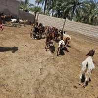 گله بز|حیوانات مزرعه|اهواز, زرگان|دیوار