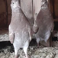 یه جفت جوجه درجه یک)**