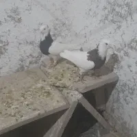 طوقی هفت رنگ وسیاه|پرنده|جوین, |دیوار