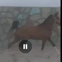 کره مادیون دوسال ۵نشان
