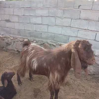 بز نر اصل پاکستانی دو ساله بهترین نژاد واسه تخمی|حیوانات مزرعه|تبریز, |دیوار