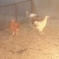 باروک سه ماهه