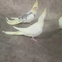 عروس هلندی لوتینو ، دو کت