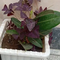 گل فیکوس|گل و گیاه طبیعی|شبستر, |دیوار