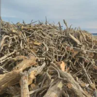 خریدار چوب شما هستیم|خدمات باغبانی و درختکاری|گلپایگان, |دیوار