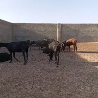 بزمورسیا|حیوانات مزرعه|شهرضا, |دیوار