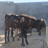 بز نر اصیل پاکستانی|حیوانات مزرعه|زاهدان, |دیوار