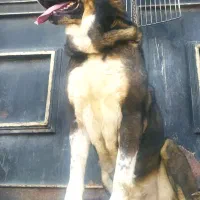 سگ عراقی یا پژدر