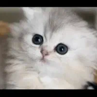 چینچیلا خاص|گربه|پرند, فاز ۴|دیوار