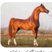 اسب پیداشده