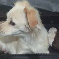 واگذاری سگ ماده