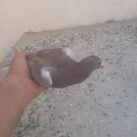 کبوتر زاجر|پرنده|یزد, |دیوار